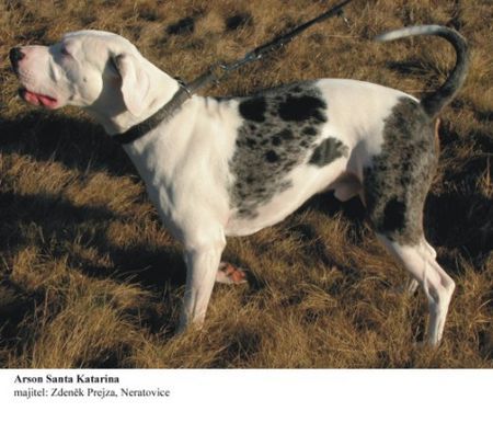 Catahoula Leopard Dog Hunde Foto 29796 in höherer Auflösung ansehen Catahoula Leopard Dog