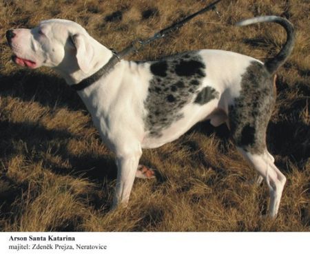 Catahoula Leopard Dog