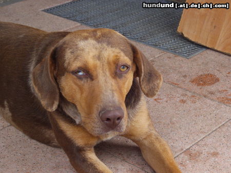 Catahoula Leopard Dog