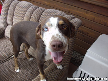 Catahoula Leopard Dog