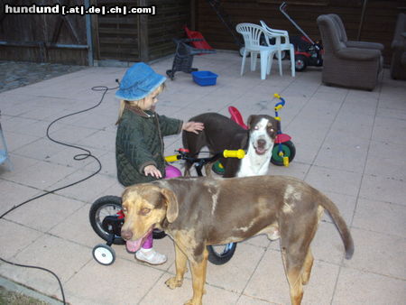 Catahoula Leopard Dog Hunde Foto 46588 in höherer Auflösung ansehen Catahoula Leopard Dog