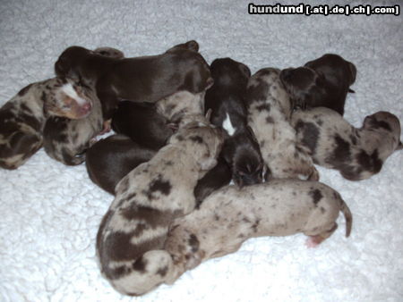 Catahoula Leopard Dog Meine Catahoula Leopard Dog Welpen.