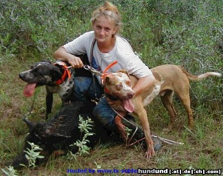 Catahoula Leopard Dog Hunde Foto 16437 Catahoula Leopard Dog first in sweden