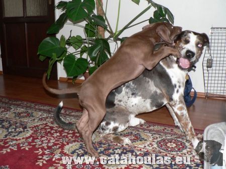 Catahoula Leopard Dog Unsere Schmuseln:)