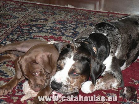 Catahoula Leopard Dog Unsere Schmuseln:)