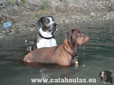 Catahoula Leopard Dog Wassermania und unsere Catahoulas