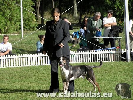 Catahoula Leopard Dog GrCh. Rhett:)