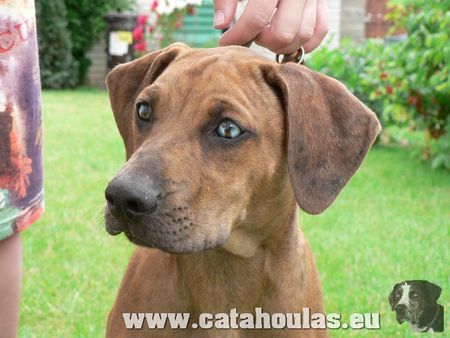 Catahoula Leopard Dog Drago - Welpe zum Verkauf