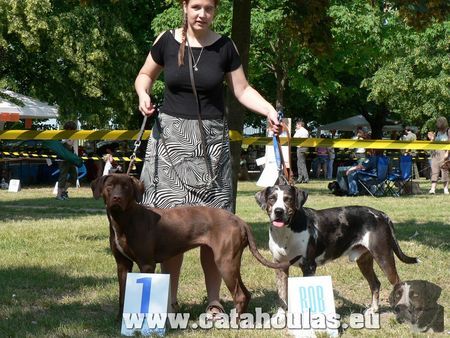 Catahoula Leopard Dog Unsere Hunde:)