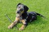 Catahoula Leopard Dog Hund