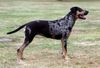 Catahoula Leopard Dog Hund