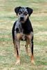 Catahoula Leopard Dog Hund