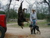 Catahoula Leopard Dog Hund