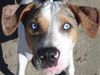 Catahoula Leopard Dog Hund