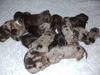 Catahoula Leopard Dog Foto: Meine Catahoula Leopard Dog Welpen. (ID 46627) Catahoula Leopard Dog Hund
