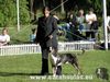 Catahoula Leopard Dog Hund