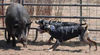 Catahoula Leopard Dog Hund