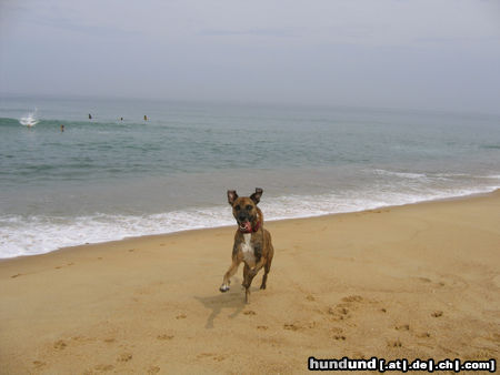 Catahoula Leopard Dog Lilli, catahoula mix