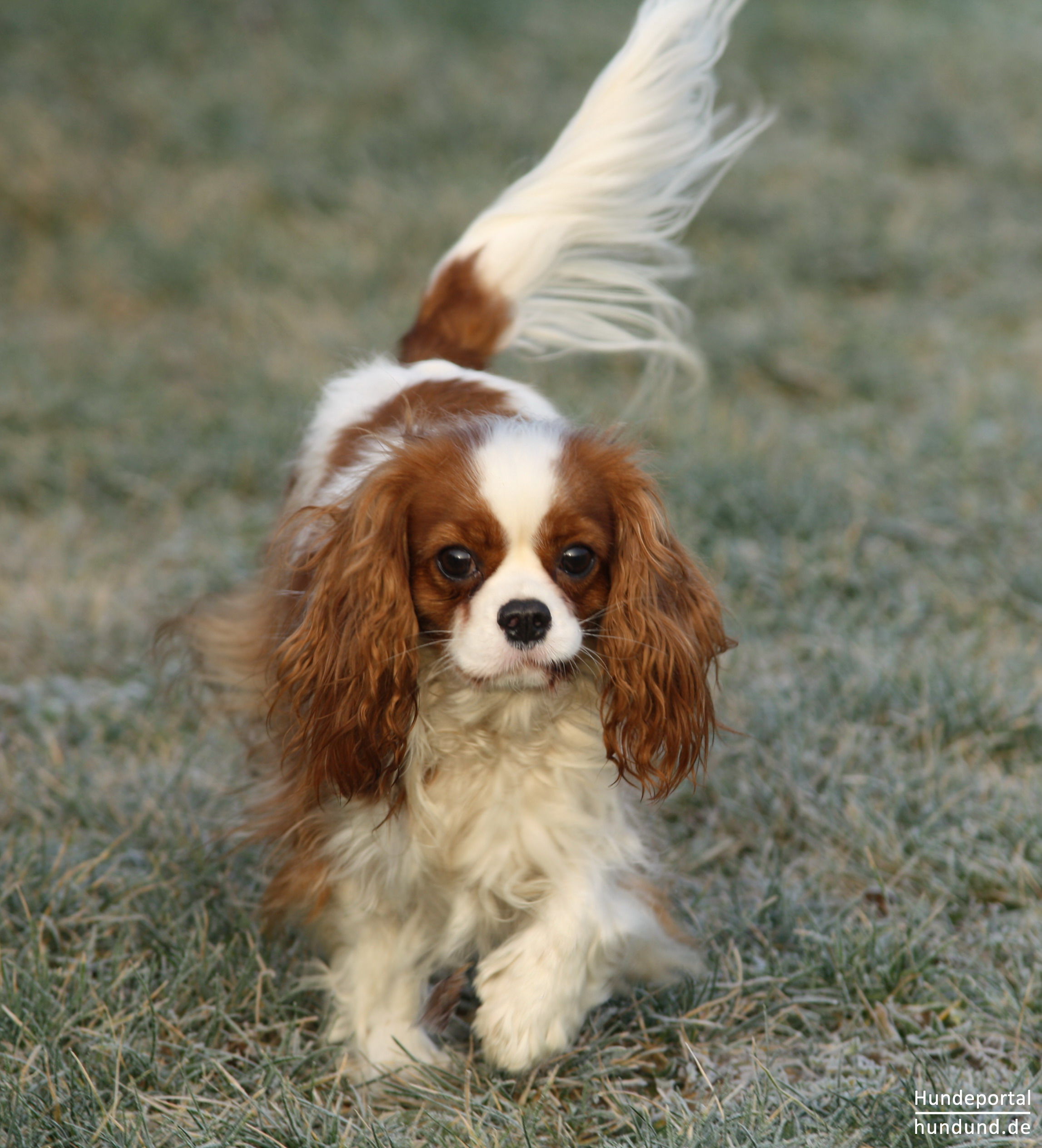 Cavalier King Charles Spaniel Foto 43734 - hundund.de