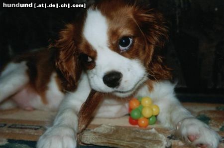 Cavalier King Charles Spaniel Hunde Foto 2747 Cavalier King Charles Spaniel Mein Liebling Toni