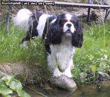 Cavalier King Charles Spaniel Hunde Foto 5249 Cavalier King Charles Spaniel Schöner Zuchtrüde ***Salador Son of Golden Comfort***