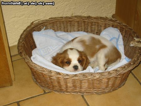 Cavalier King Charles Spaniel Hunde Foto 12345 Cavalier King Charles Spaniel