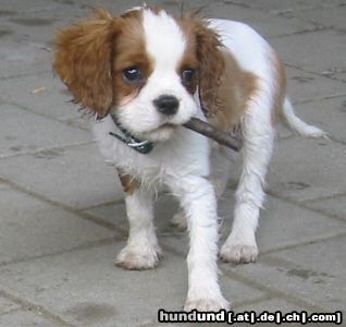 Cavalier King Charles Spaniel Hunde Foto 12344 Cavalier King Charles Spaniel