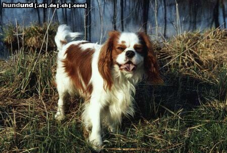 Cavalier King Charles Spaniel Hunde Foto 11458 Cavalier King Charles Spaniel Baster Aldaha Gold