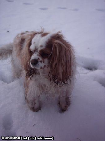 Cavalier King Charles Spaniel Hunde Foto 20764 in höherer Auflösung ansehen Cavalier King Charles Spaniel