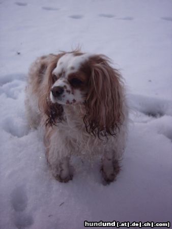 Cavalier King Charles Spaniel Hunde Foto 20765 in höherer Auflösung ansehen Cavalier King Charles Spaniel
