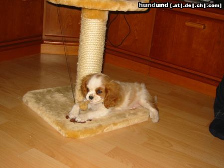 Cavalier King Charles Spaniel Hunde Foto 9617 Cavalier King Charles Spaniel Perro mit 10 Wochen