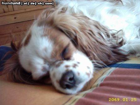 Cavalier King Charles Spaniel Hunde Foto 18350 Cavalier King Charles Spaniel Mein Motto: Schlafen und schlafen lassen
