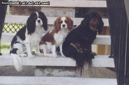 Cavalier King Charles Spaniel Hunde Foto 24672 Cavalier King Charles Spaniel Meine drei Cavaliere
