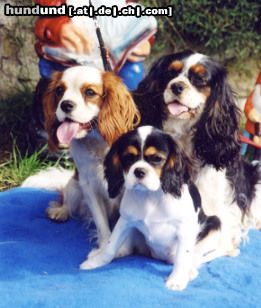 Cavalier King Charles Spaniel Hunde Foto 11552 Cavalier King Charles Spaniel Cavaliers little dream for you