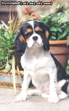 Cavalier King Charles Spaniel Hunde Foto 11554 Cavalier King Charles Spaniel Cavaliers little dream for you