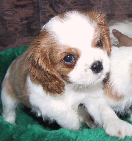 Cavalier King Charles Spaniel Hunde Foto 2110 Cavalier King Charles Spaniel Süße Welpen