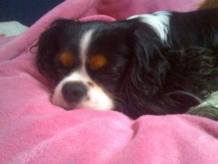 Cavalier King Charles Spaniel Hunde Foto 35132 in höherer Auflösung ansehen Cavalier King Charles Spaniel Aristos Fair Naiko(Züchter: Margarete Feldgitscher, www.feldgitscher.com=Beste Züchterin der Welt)