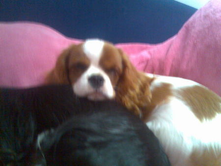 Cavalier King Charles Spaniel Hunde Foto 35133 in höherer Auflösung ansehen Cavalier King Charles Spaniel Unser kleiner Frechdachs, Rakelton`s Entertainer Early (Züchter: Rita Toth)