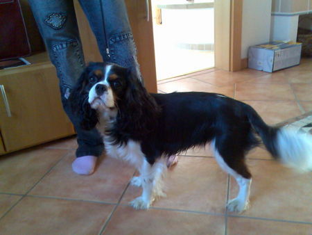 Cavalier King Charles Spaniel Aristos Fair Naiko(Züchtung: Margarete Feldgitscher;www.feldgitscher.com)