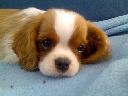 Cavalier King Charles Spaniel Hunde Foto 35134 in höherer Auflösung ansehen Cavalier King Charles Spaniel Rakelton`s Entertainer Early (Züchter: Rita Toth)