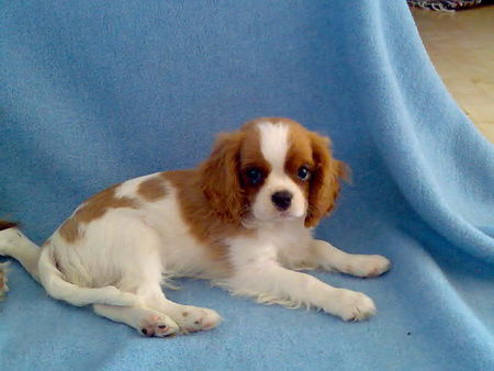 Cavalier King Charles Spaniel Hunde Foto 35135 in höherer Auflösung ansehen Cavalier King Charles Spaniel Rakelton`s Entertainer Early (Züchter: Rita Toth)