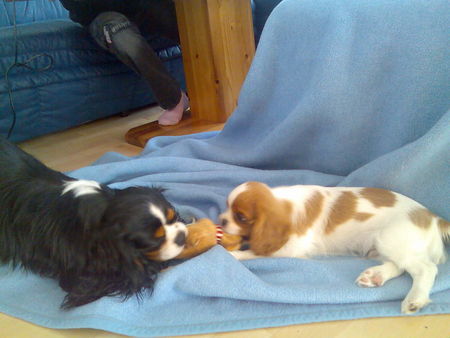 Cavalier King Charles Spaniel Hunde Foto 35138 in höherer Auflösung ansehen Cavalier King Charles Spaniel Aristos Fair Naiko(Züchter: Margarete Feldgitscher, www.feldgitscher.com)+Rakelton`s Entertainer Early