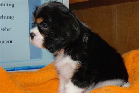 Cavalier King Charles Spaniel Hunde Foto 43707 Cavalier King Charles Spaniel Aristos Fair Charly