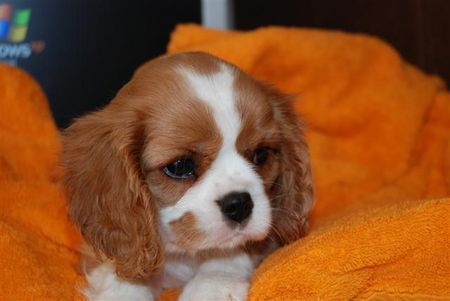 Cavalier King Charles Spaniel Aristos Fair Comtesse