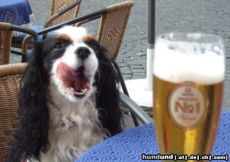 Cavalier King Charles Spaniel Hunde Foto 44273 in höherer Auflösung ansehen Cavalier King Charles Spaniel Auch ich habe Durst!... ;-)