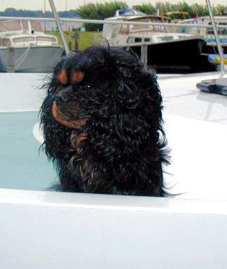 Cavalier King Charles Spaniel Hunde Foto 1504 Cavalier King Charles Spaniel D.J. Cavalier King Charles Spaniel - 3 Jahre