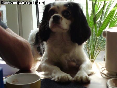 Cavalier King Charles Spaniel Unsere Lady