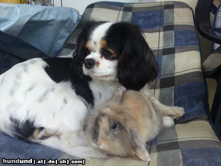 Cavalier King Charles Spaniel Unsere Lady