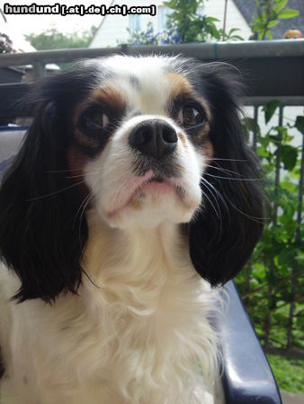 Cavalier King Charles Spaniel Unsere Lady