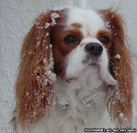 Cavalier King Charles Spaniel Hunde Foto 16523 in höherer Auflösung ansehen Cavalier King Charles Spaniel Baster Aldaha Gold